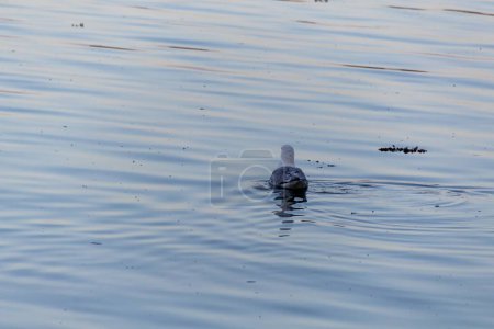Canard nageant dans l'eau