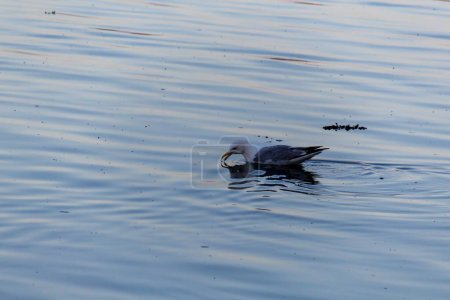 Canard nageant dans l'eau