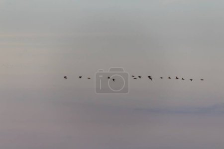 Téléchargez les photos : Oiseaux dans le ciel - en image libre de droit