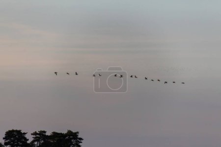 Téléchargez les photos : Oiseaux dans le ciel - en image libre de droit