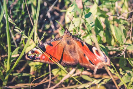mariposa en la hierba