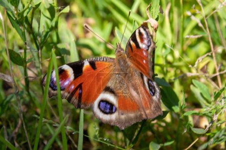 Schmetterling auf dem Gras