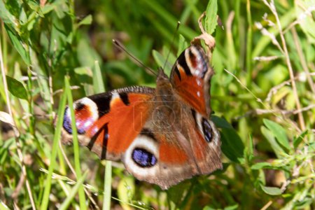 Schmetterling auf dem Gras