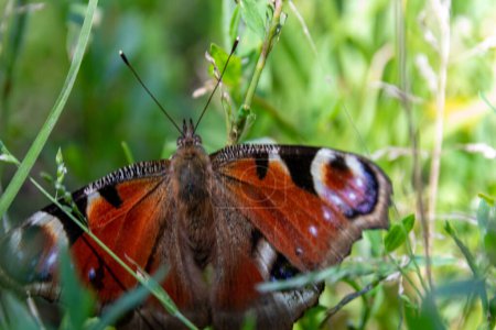mariposa en la hierba