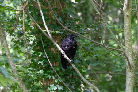 Téléchargez les photos : Corbeau sur une branche - en image libre de droit