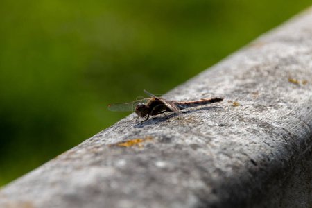 Photo for Close up of a dragonfly - Royalty Free Image