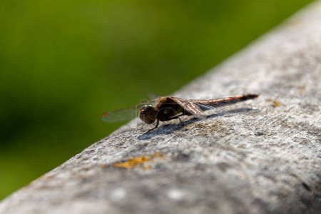primer plano de una libélula
