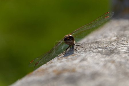 primer plano de una libélula