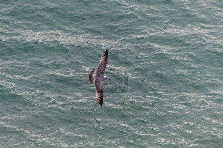 seagull flying in the sea