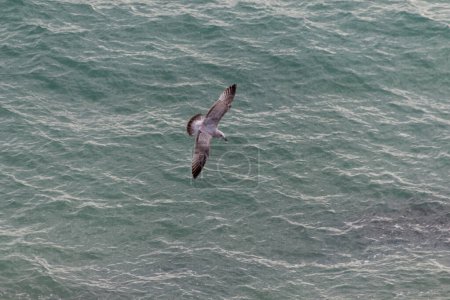 seagull flying in the sea