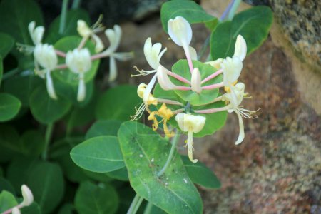 Photo for Fragrant honeysuckle. Decorative honeysuckle flower in a garden. Blooming Lonicera japonica - Royalty Free Image