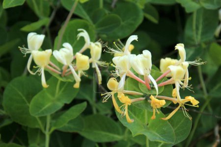 Photo for Fragrant honeysuckle. Decorative honeysuckle flower in a garden. Blooming Lonicera japonica - Royalty Free Image