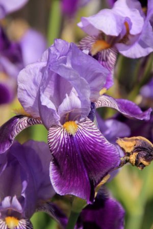 Flor del iris siberiano (iris sibirica) en el jardín