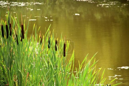 Téléchargez les photos : Typha plante sauvage à l'étang, jour ensoleillé d'été. Typha angustifolia ou quenouille - en image libre de droit