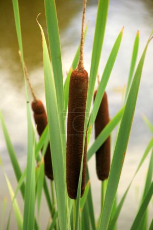 Typha Wildpflanze am Teich, sonniger Sommertag. Typha angustifolia oder Rohrkolben
