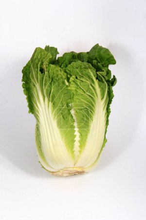 Photo for Fresh whole chinese cabbage isolated on a white background. Napa cabbage - Royalty Free Image