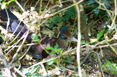 El elusivo cuco de tierra con ventilación rufa en una selva tropical en Costa Rica. Esta especie de ave es considerada una de las aves más desafiantes para ver en todo el planeta.  
