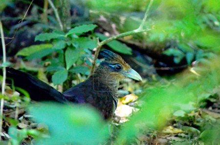Der schwer fassbare Rufous-vented Ground Cuckoo in einem Regenwald in Costa Rica. Diese Vogelart gilt als einer der herausfordernderen Vögel, die man auf dem ganzen Planeten sehen kann.  