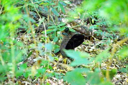 Foto de El elusivo cuco de tierra con ventilación rufa en una selva tropical en Costa Rica. Esta especie de ave es considerada una de las aves más desafiantes para ver en todo el planeta. - Imagen libre de derechos