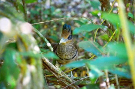 Foto de El elusivo cuco de tierra con ventilación rufa en una selva tropical en Costa Rica. Esta especie de ave es considerada una de las aves más desafiantes para ver en todo el planeta. - Imagen libre de derechos