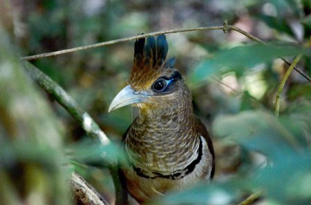L'insaisissable coucou moulu à évent roux dans une forêt tropicale au Costa Rica. Cette espèce d'oiseau est considérée comme l'un des oiseaux les plus difficiles à voir sur toute la planète.  