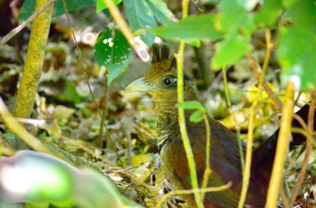 L'insaisissable coucou moulu à évent roux dans une forêt tropicale au Costa Rica. Cette espèce d'oiseau est considérée comme l'un des oiseaux les plus difficiles à voir sur toute la planète.  