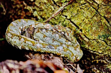 Wimpernnatter in der Wildnis von Sector Santa Maria, Parque Nacional Rincon de la Vieja in Costa Rica. Schlangenbisse dieser Art sind in Costa Rica nicht ungewöhnlich.