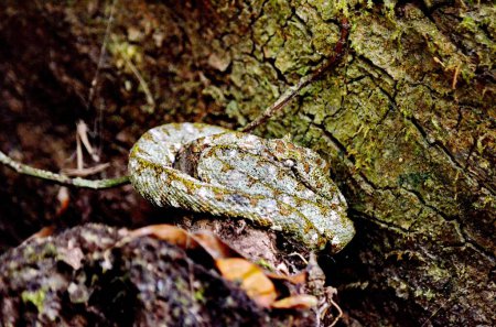 Wimpernnatter in der Wildnis von Sector Santa Maria, Parque Nacional Rincon de la Vieja in Costa Rica. Schlangenbisse dieser Art sind in Costa Rica nicht ungewöhnlich.