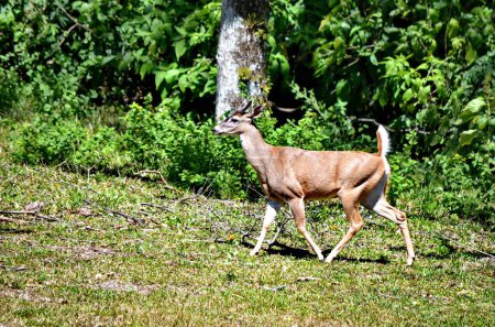 Photo for White-tailed deer in Rincon de la Vieja National Park in Costa Rica.  This species of deer is the National Symbol of Costa Rica. - Royalty Free Image
