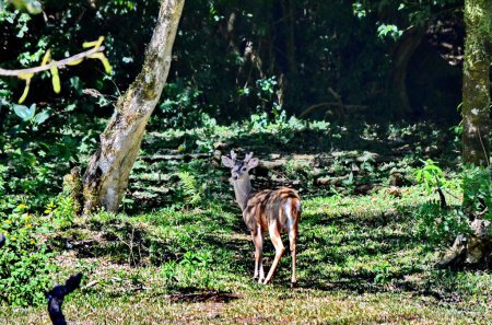 Ciervos de cola blanca en el Parque Nacional Rincón de la Vieja en Costa Rica. Esta especie de ciervo es el símbolo nacional de Costa Rica.
