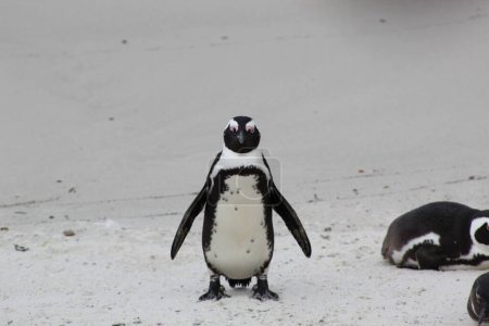 Südafrikanischer Pinguin (vorn))