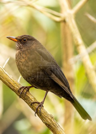 Photo for Common Blackbird (Turdus Merula) spotted outdoors in Dublin, Ireland - Royalty Free Image