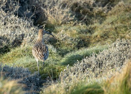 Photo for Eurasian Curlew Spotted in Ireland: Rare Sighting of Numenius arquata - Royalty Free Image