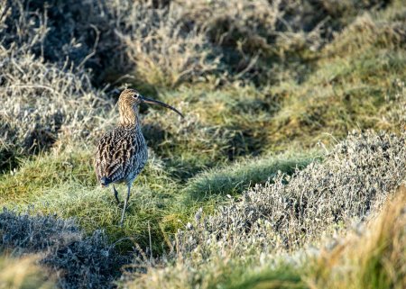 Photo for Eurasian Curlew Spotted in Ireland: Rare Sighting of Numenius arquata - Royalty Free Image