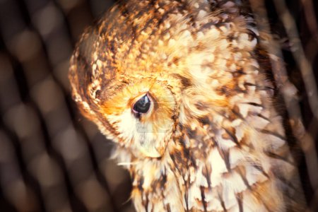 Photo for The Tawny Owl, scientifically known as Strix aluco, is a captivating bird found across Europe, Asia, and North Africa. With its warm, tawny plumage and piercing dark eyes, this nocturnal owl is an iconic symbol of woodland habitats and nighttime sere - Royalty Free Image