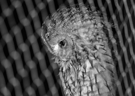 Foto de El Búho Tawny, científicamente conocido como Strix aluco, es un ave cautivadora que se encuentra en Europa, Asia y el norte de África. Con su plumaje cálido y rojizo y sus penetrantes ojos oscuros, este búho nocturno es un símbolo icónico de hábitats boscosos y sere nocturno. - Imagen libre de derechos