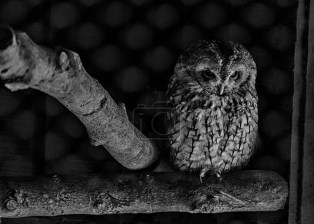 Photo for The Tawny Owl, scientifically known as Strix aluco, is a charismatic bird found throughout Europe, Asia, and parts of North Africa. With its russet-brown plumage and piercing dark eyes, this nocturnal hunter exudes an air of mystery. Capture the esse - Royalty Free Image