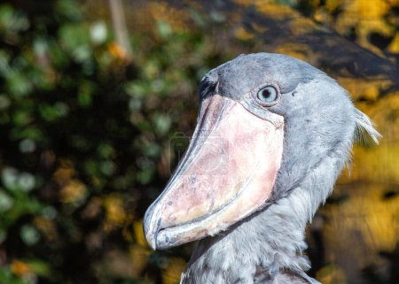 Photo for Discover the Shoebill Stork (Balaeniceps rex) - a magnificent bird from African wetlands, renowned for its massive shoe-shaped bill. - Royalty Free Image