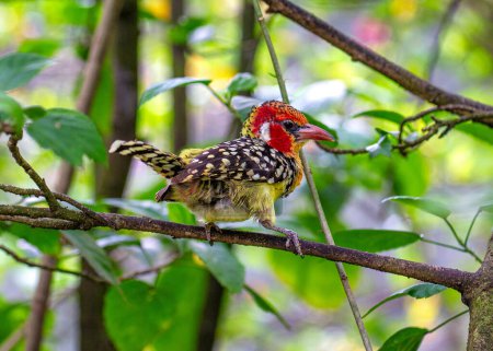 Téléchargez les photos : Le Barbet rouge et jaune, Trachyphonus erythrocephalus, est un oiseau magnifique originaire d'Afrique subsaharienne. Ses couleurs vibrantes et son appel distinct en font un sujet agréable pour les ornithologues et les photographes. - en image libre de droit