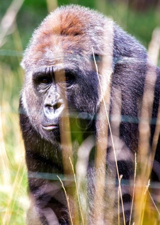 Foto de Conoce al majestuoso gorila de las tierras bajas occidentales, gorila gorila gorila, nativo de las densas selvas tropicales de África Central y Occidental. Este magnífico mono cautiva con su fuerza y su naturaleza apacible. - Imagen libre de derechos
