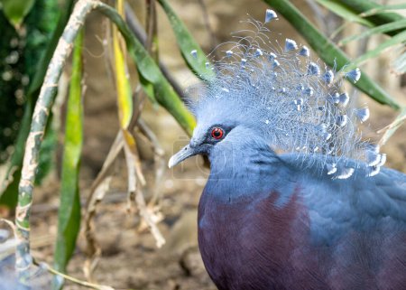 Téléchargez les photos : Voici le majestueux Pigeon couronné Victoria, Goura victoria, originaire des denses forêts tropicales de Papouasie-Nouvelle-Guinée. Son aspect royal et son plumage bleu vif en font un véritable joyau aviaire. - en image libre de droit
