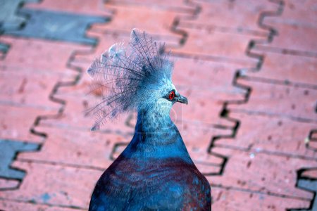 Téléchargez les photos : Voici le majestueux Pigeon couronné Victoria, Goura victoria, originaire des denses forêts tropicales de Papouasie-Nouvelle-Guinée. Son aspect royal et son plumage bleu vif en font un véritable joyau aviaire. - en image libre de droit