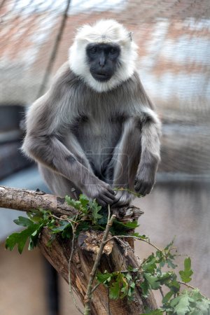 Foto de El Mono Hanuman Langur, científicamente conocido como Semnopithecus entellus, es un elegante primate nativo de la India. Con ojos expresivos y colas largas, habitan bosques y zonas urbanas, mostrando comportamientos sociales fascinantes. - Imagen libre de derechos