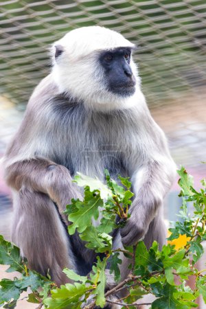 Téléchargez les photos : Le singe Hanuman Langur, scientifiquement connu sous le nom de Semnopithecus entellus, est un primate gracieux originaire de l'Inde. Avec des yeux expressifs et de longues queues, ils habitent les forêts et les zones urbaines, affichant des comportements sociaux fascinants. - en image libre de droit