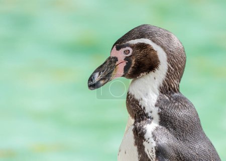 Photo for The Humboldt Penguin (Spheniscus humboldti) is an adorable coastal bird native to the coasts of Peru and Chile. Known for their playful nature and distinctive black-and-white markings, they are a charming sight in their natural habitat. - Royalty Free Image