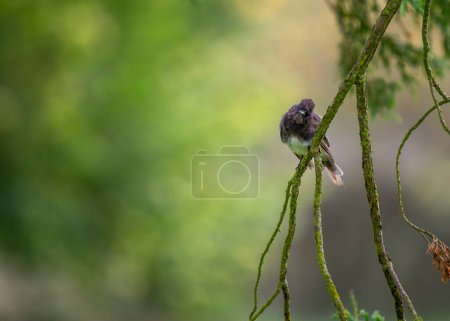 Téléchargez les photos : Élégant phoebe noir, Sayornis nigricans, originaire d'Amérique du Nord et d'Amérique centrale. Caractérisé par un plumage élégant et des prouesses aériennes de capture d'insectes. - en image libre de droit