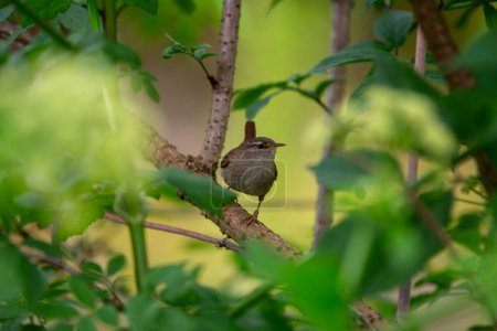 Photo for Discover the charming Eurasian Wren (Troglodytes troglodytes) from Dublin. This tiny bird, known for its melodious song, adds a touch of nature's beauty to urban settings. - Royalty Free Image
