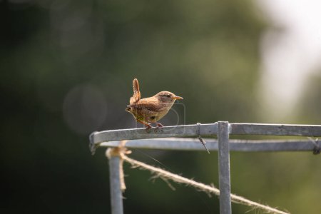 Photo for Discover the charming Eurasian Wren (Troglodytes troglodytes) from Dublin. This tiny bird, known for its melodious song, adds a touch of nature's beauty to urban settings. - Royalty Free Image