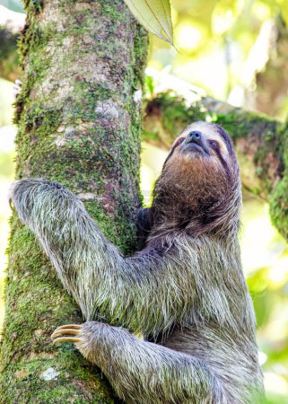 Foto de Descubre al adorable perezoso de tres dedos de cuello castaño de las exuberantes selvas tropicales de Costa Rica. Su encanto de ritmo lento cautiva a todos - Imagen libre de derechos