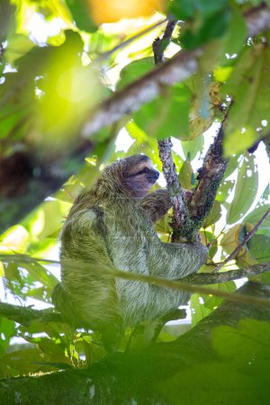 Téléchargez les photos : Découvrez l'adorable paresseux à trois doigts à gorge brune des luxuriantes forêts tropicales du Costa Rica. Son charme lent captive tout le monde - en image libre de droit